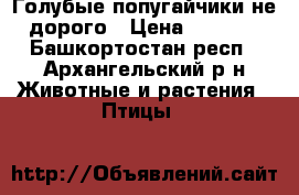Голубые попугайчики не дорого › Цена ­ 1 500 - Башкортостан респ., Архангельский р-н Животные и растения » Птицы   